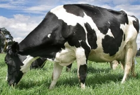 Vaca de raza Holstein alimentándose de pasto
