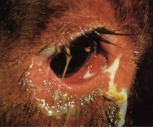 Descarga ocular purulenta y conjuntivitis en bovinos por diarrea viral bovina
