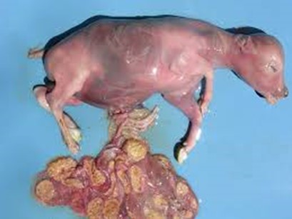 Aborto bovino causado entre 4 y 6 meses de gestación por Diarrea Viral Bovina (UST, Med. Veterinaria, 2011).