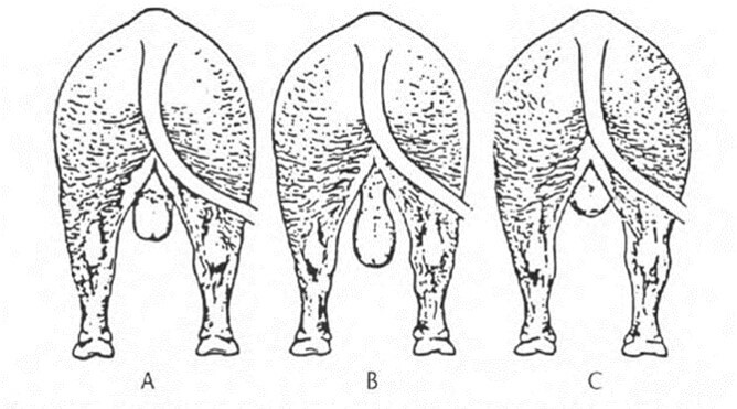 Tres formas escrotales comúnmente vistas en toros. Escrotos de lados rectos (A), escrotos con forma de wedge (C). Las formas A y C son menos deseables (Chauca, 2002).