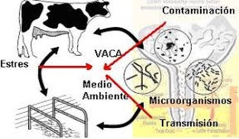 Interacción de los factores que participan en la transmisión de la mastitis: vaca, medio ambiente y microorganismos (Boneto, 2014).