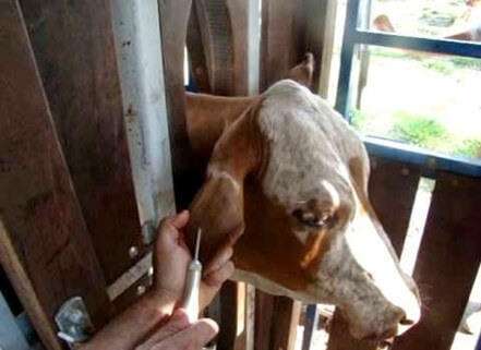 Aplicación de implante a bovino de carne (Mundo Agropecuario, 2016).