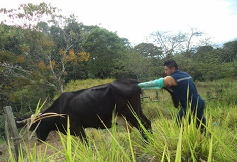 Diagnóstico de gestación en vaca por medio de palpación rectal 