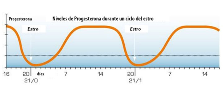 Niveles de progesterona durante el ciclo estral
