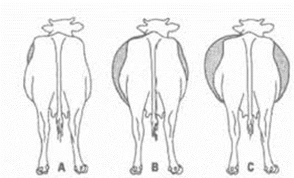 Diferentes grados de timpanismo A. Leve B. Moderado C. Severo