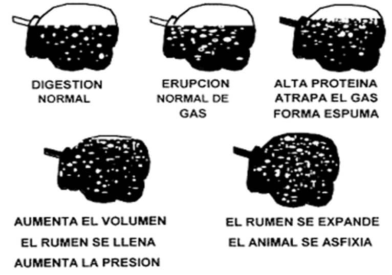 Mecanismo desencadenante del timpanismo 