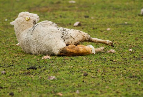 Oveja al momento del parto (Alamy, 2014).