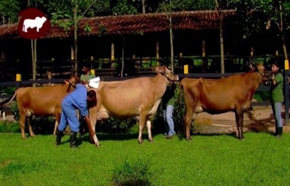 Manejo reproductivo bovinos (Humeco, 2013).
