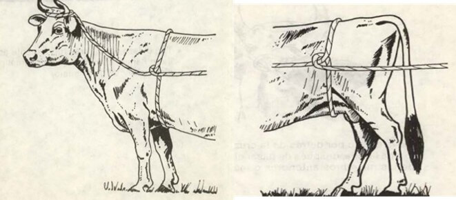 Método de tres lazadas Modificado de AgroNet