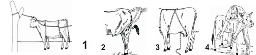 Métodos de derribo. Método de las tres lazadas (1), método con pial (2), método de la X (3), método manual terneros (4) Modificado de AgroNet