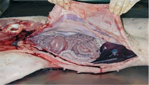 Apertura de cavidad abdominal para estudio y realización de necropsia (Juárez, 2004).
