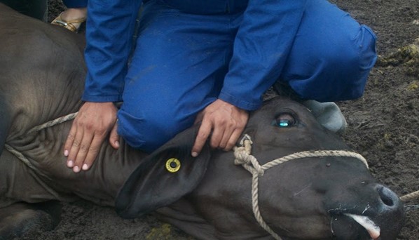 Sujeción del animal para administración de suero intravenoso (Reproducción Bovina, 2010).