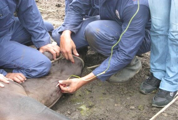 Colocación de catéter y equipo de venoclisis para administración de suero intravenoso (Reproducción Bovina, 2010).