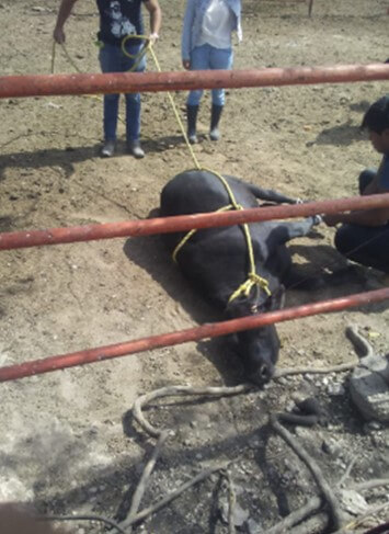 Sujeción del animal para llevar a cabo el proceso de descorne (Guzmán, 2018).