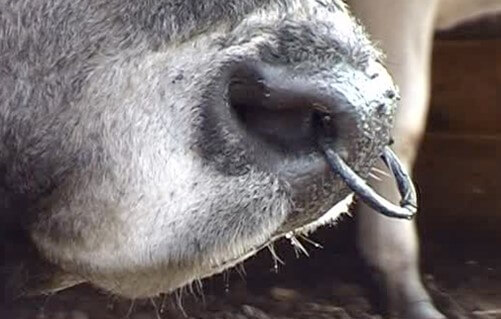 Bovino con argolla nasal colocada (Farmpool, 2015).