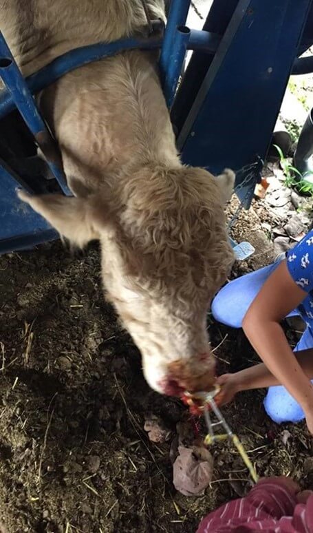 Método de colocación de argolla nasal (Guzmán, 2017).