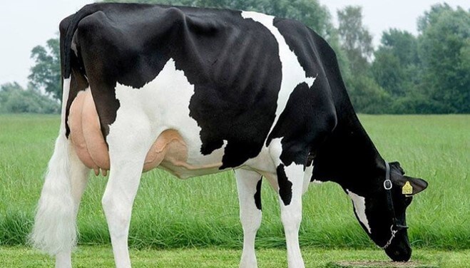 Vaca de la raza Holstein (Ganadería, 2013).