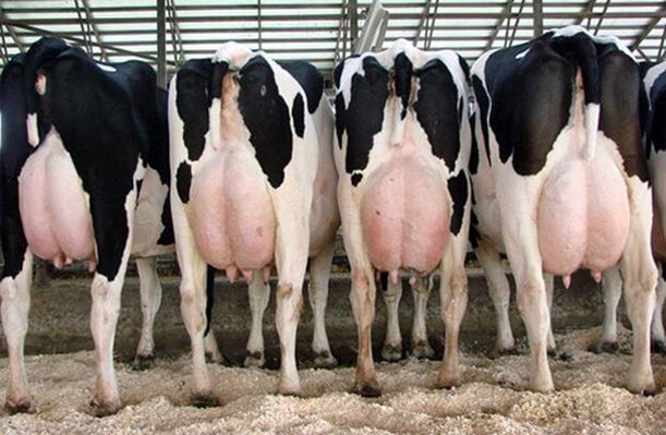 : Hembras de la raza holstein (Pregón Agropecuario, 2017).