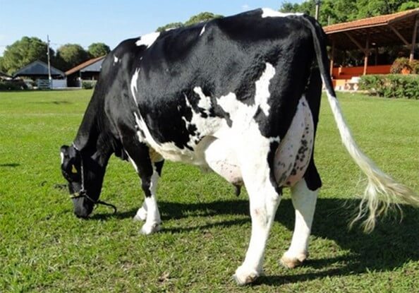Holstein ideal (Pregón Agropecuario, 2017).