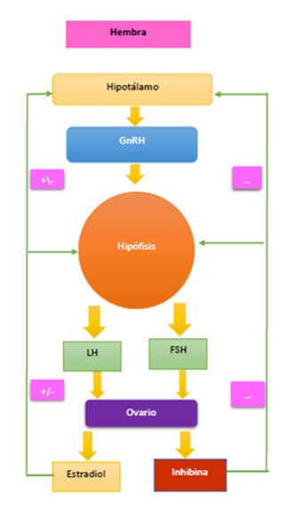 Sistema hormonal en las hembras (Guzmán, 2016).