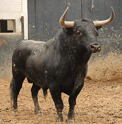 Toro de lidia (García, 2006).