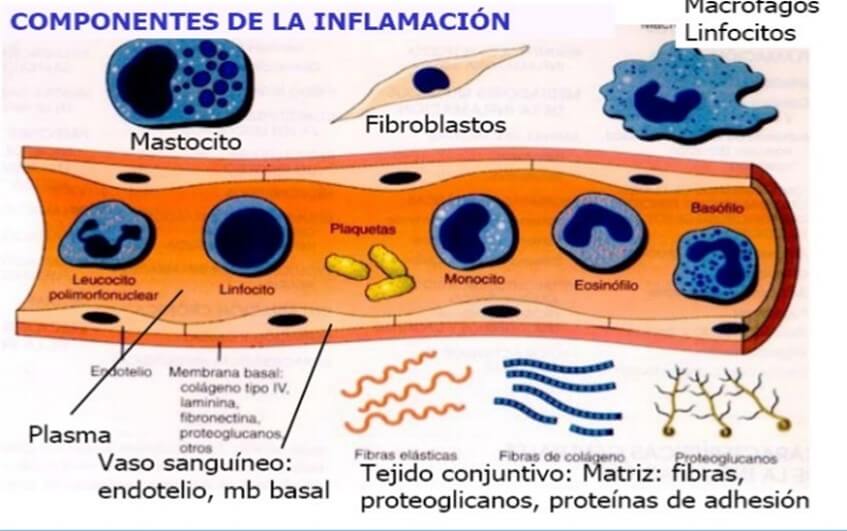 Componentes de la inflamación (Medwave, 2013).