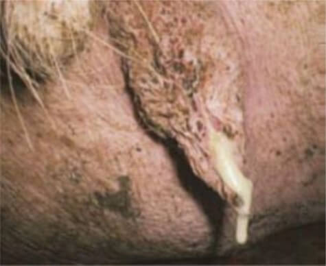 Vulva de cerda que presenta signos de inflamación y líquido blanco (Enríquez, 2012).