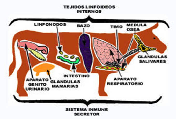 Tejidos y órganos linfoide en bovino (Marcelo, 2004).