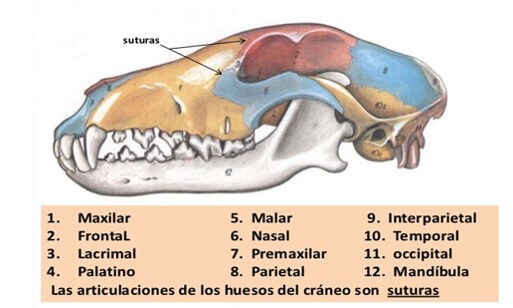 Hueso del cráneo (Ramírez, 2017).