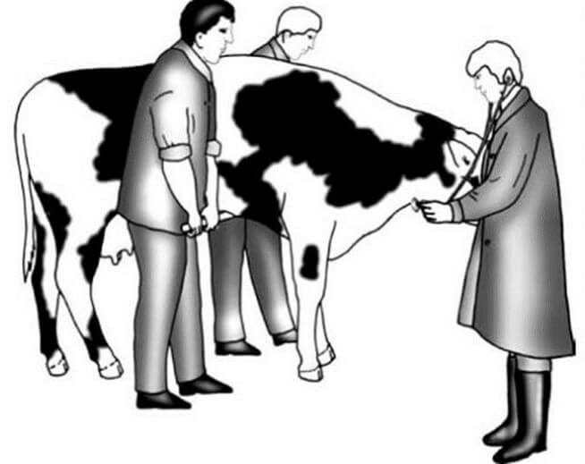 Auscultación en vaca (Bricio, 2007).