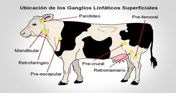 Ganglios linfáticos superficiales en bovinos (Contexto Ganadero, 2016).