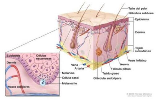 Extracto de piel y su anatomía (Márquez, 2012).