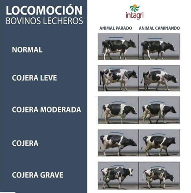 Grados de cojera en Bovinos lecheros (Intagri, 2019).