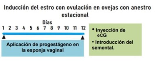 Inducción del estro con ovulación en ovejas con anestro estacional