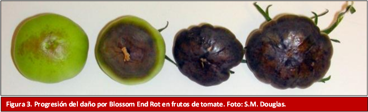 Progresión del daño por Blossom End Rot