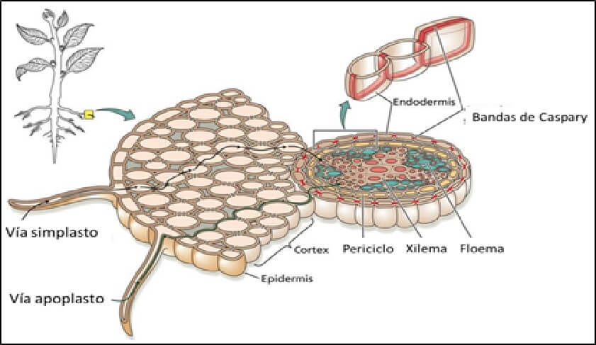  Apoplasto y simplasto 