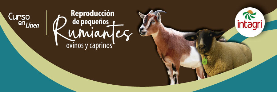 Manejo reproductivo de pequeños rumiantes