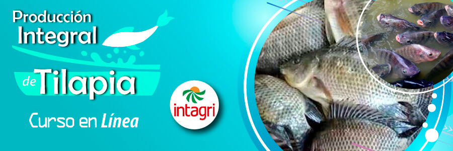 Curso de Produccion integral de tilapia