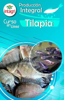 Curso Virtual: sobre Producción Integral de Tilapia