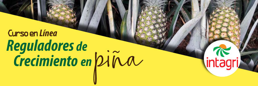 Reguladores de Crecimiento en piña