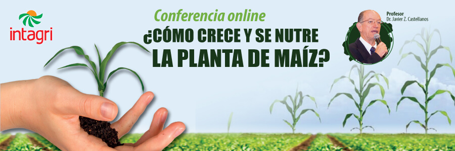 Curso INTAGRI sobre como crece y se nutre una planta de maiz