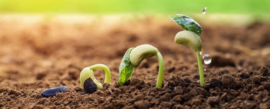 Conferencia Online “La activación de las defensas de las plantas como una solución real de combate contra las enfermedades”