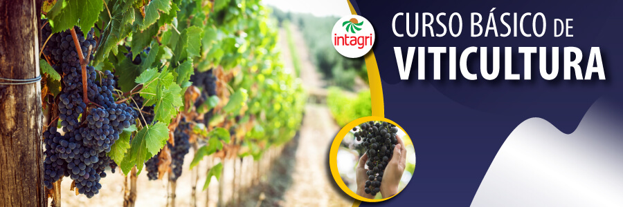 Curso INTAGRI sobre Viticultura