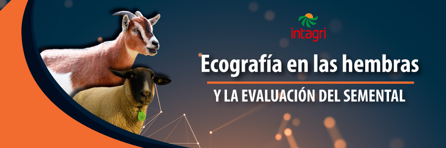 Curso Online de ecografia de ovinos