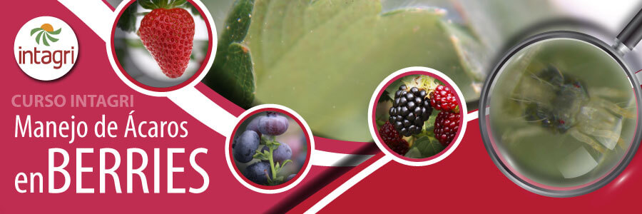 Curso INTAGRI manejo de acaros en berries