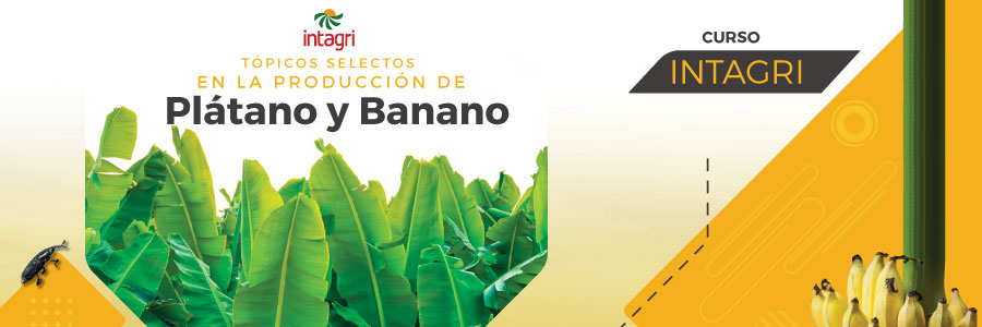 Curso INTAGRI de banano y platano