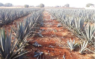 Manejo Agronómico