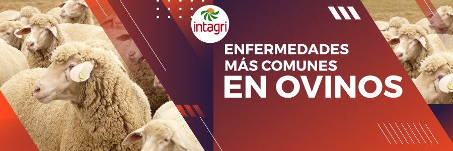 Curso enfermedades comunes