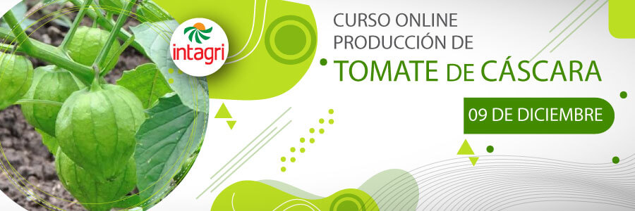 Curso producción y nutrición de tomate verde