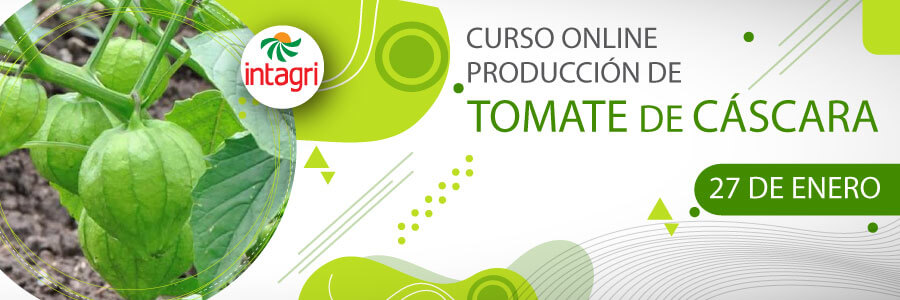 Curso producción y nutrición de tomate verde